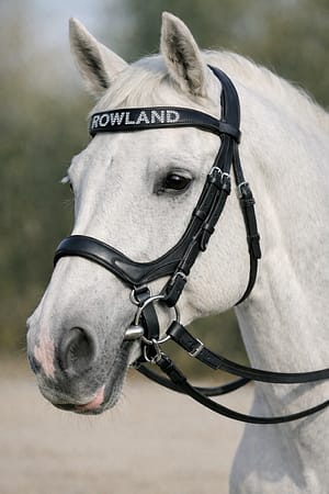 Micklem Bridle Leather with SS hardware